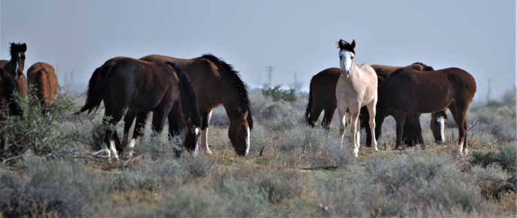 mustangs